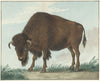 Bison