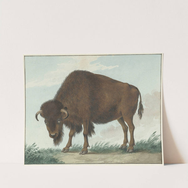 Bison by Isaac van Haastert
