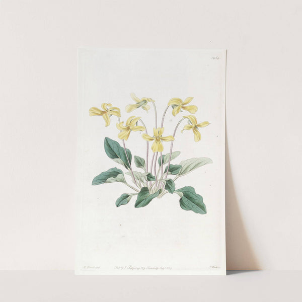 Bitten-rooted Violet (1815-1819) by Sydenham Edwards