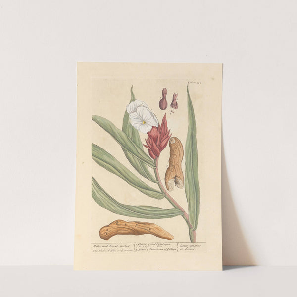 Bitter and sweet costus by Elizabeth Blackwell