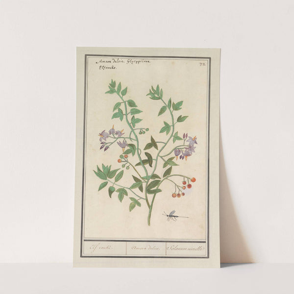 Bitterzoet (Solanum dulcamara) Elf ranke. Amara dulcis. Solanum niorelle (1596-1610) by Anselmus Boëtius de Boodt