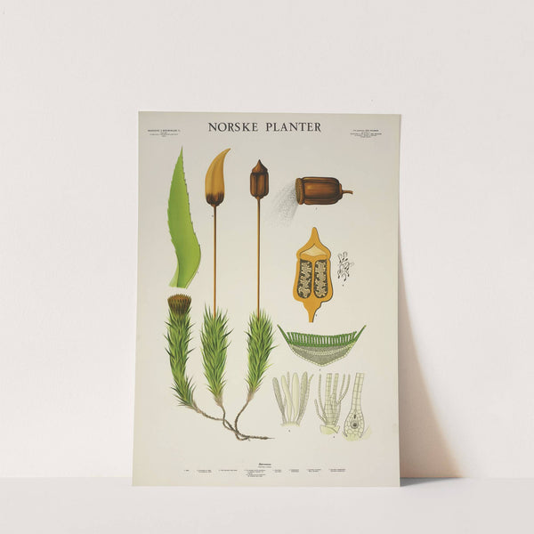 Bjørnemose (1930) by Parmanns Læremiddel-anstalt