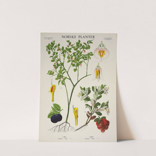 Blåbær – Tyttebær (1930) by Parmanns Læremiddel-anstalt