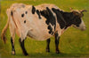 Black and white cow standing. Study