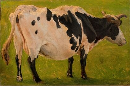 Black and white cow standing. Study