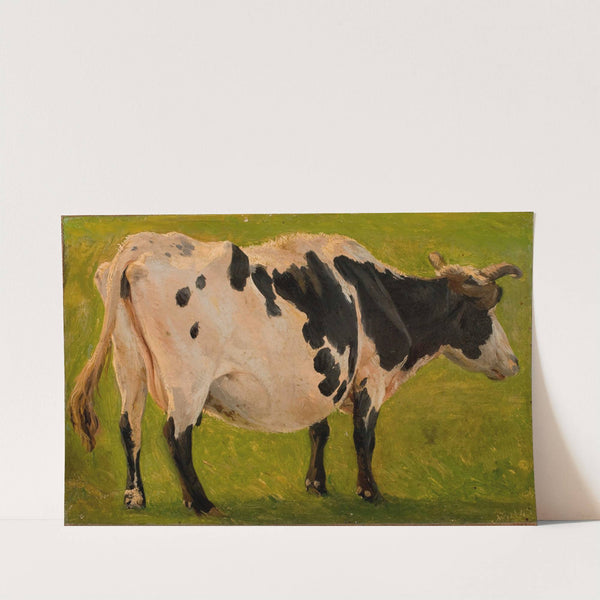 Black and white cow standing. Study by Carlo Dalgas