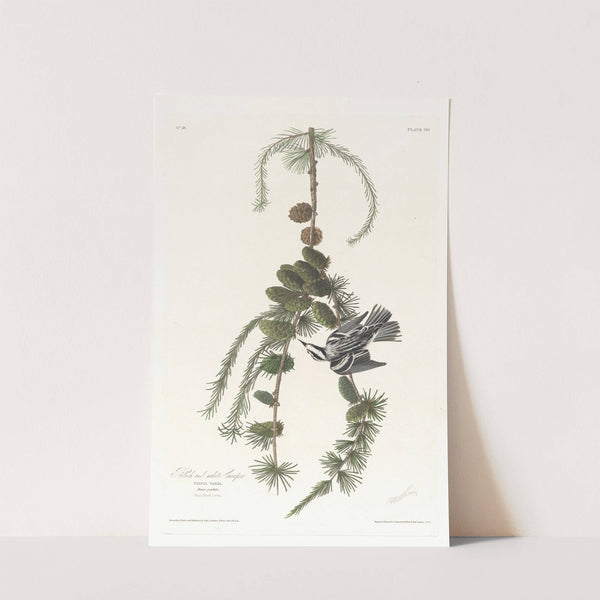 Black and white creeper by John James Audubon