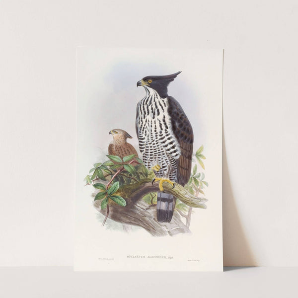 Black-and-white Crested Eagle by John Gould