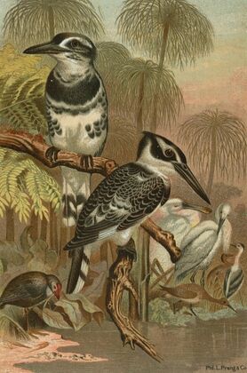 Black and White Kingfisher. — size preview