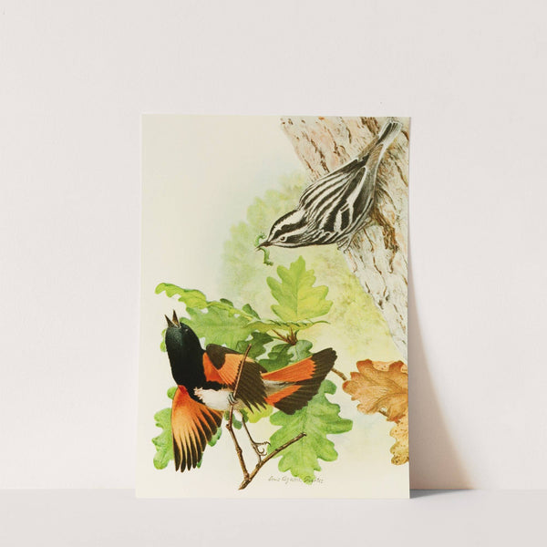 Black And White Warbler, American Redstart by Louis Agassiz Fuertes