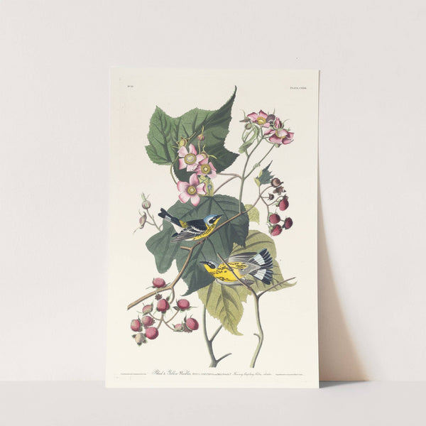 Black and yellow warbler by John James Audubon