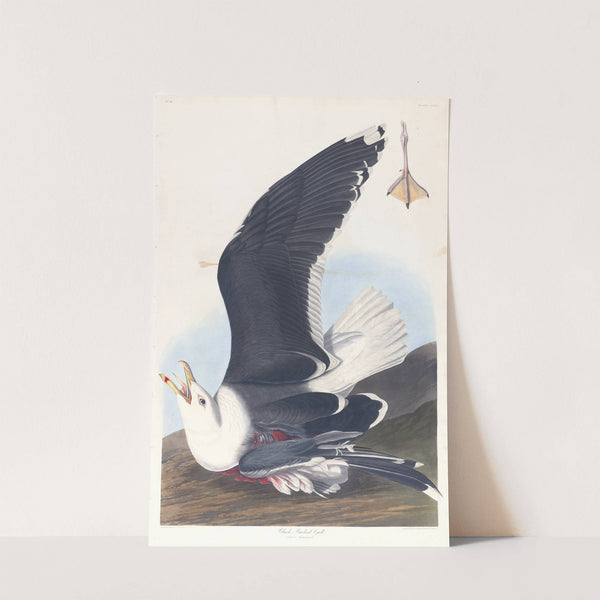 Black backed gull by John James Audubon