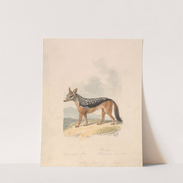 Black-backed Jackal by Samuel Howitt