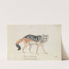 Black-backed Jackal (1837) by Charles Hamilton Smith