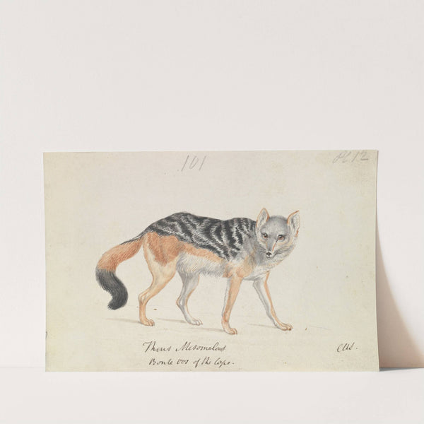 Black-backed Jackal (1837) by Charles Hamilton Smith