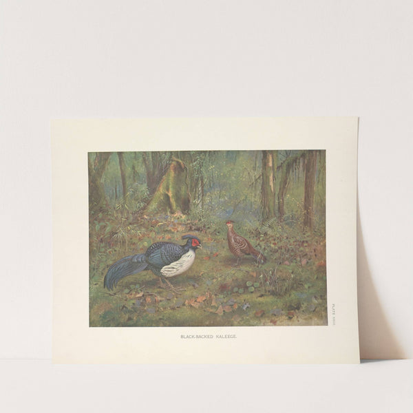 Black-Backed Kaleege (1918-1922) by George Edward Lodge