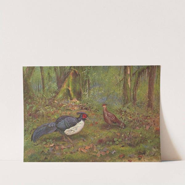 Black-Backed Kaleege by George Edward Lodge