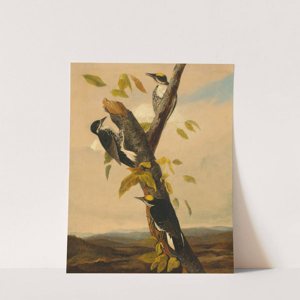 Black-Backed Three-Toed Woodpecker (1830-1833) by Joseph Bartholomew Kidd