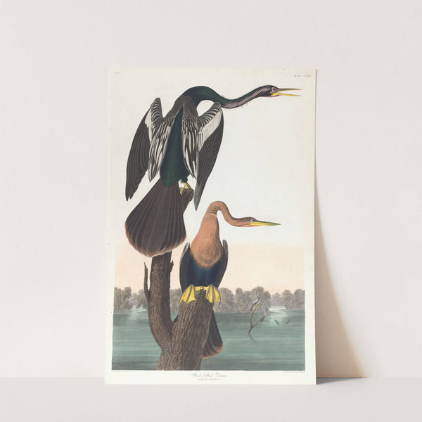 Black-belled darter by John James Audubon