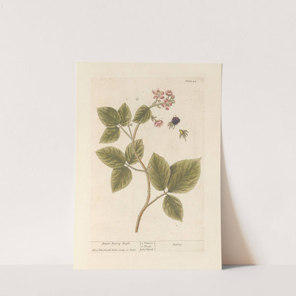 Black berry bush (1739) by Elizabeth Blackwell
