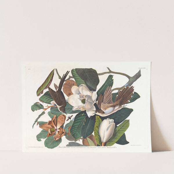 Black-billed cuckoo by John James Audubon