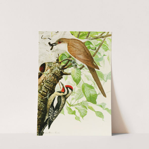 Black-Billed Cuckoo, Yellow-Bellied Sapsucker by Louis Agassiz Fuertes