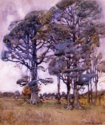 Black birch