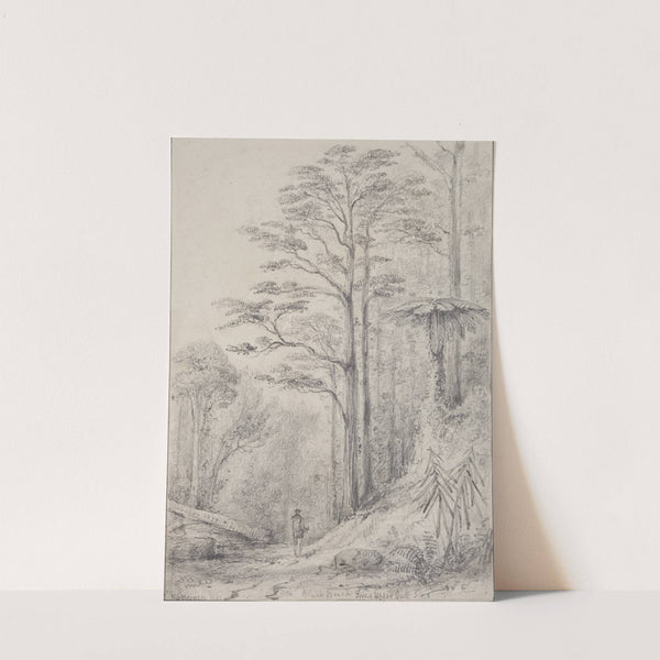 Black birch forest, Upper Hutt by William Swainson