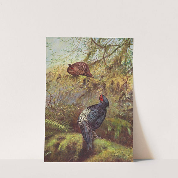 Black-Breasted Kaleege by George Edward Lodge