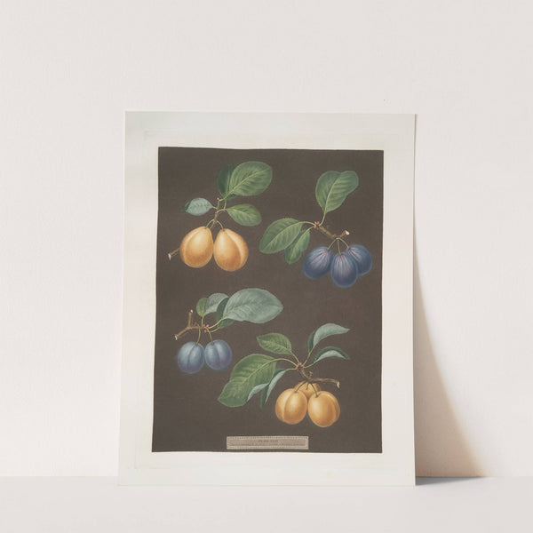Black, Breda, Brussels and Moor park apricots. (1812) by George Brookshaw