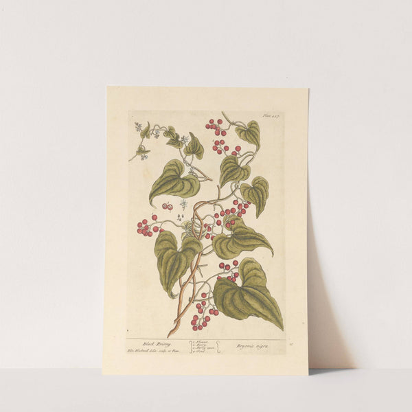 Black briony (1739) by Elizabeth Blackwell