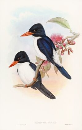 Black-capped Kingfisher