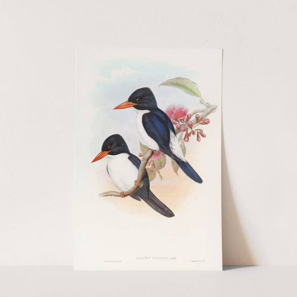 Black-capped Kingfisher by John Gould