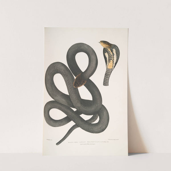 Black Cobra Capella, Naia tripudians, var. nigra. by John Edward Gray