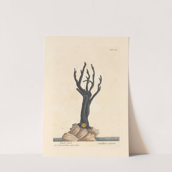 Black coral (1739) by Elizabeth Blackwell