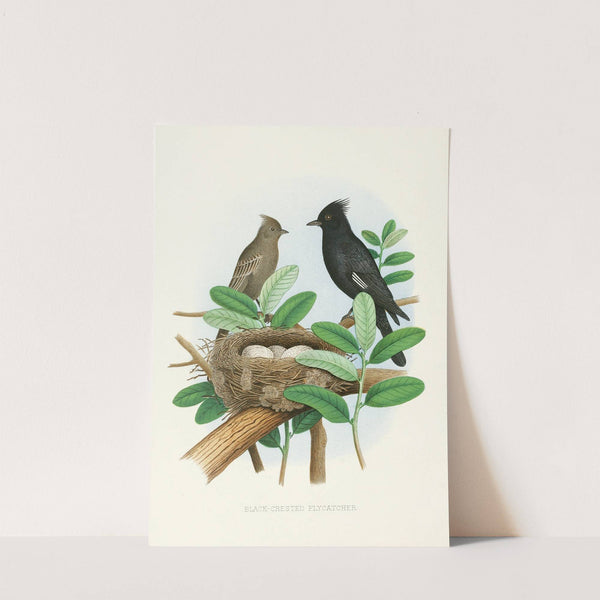 Black-Crested Flycatcher (1882) by Edwin L. Sheppard