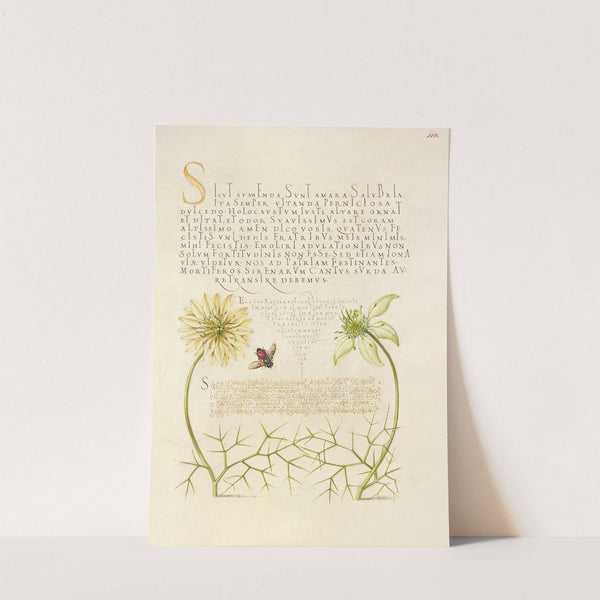 Black Cumins and Insect (1561–1596) by Joris Hoefnagel