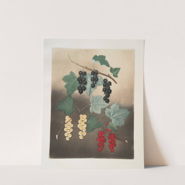 Black currant – Dutch red and white currants. (1812) by George Brookshaw