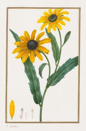 Black-eyed Susan (1828–1835)