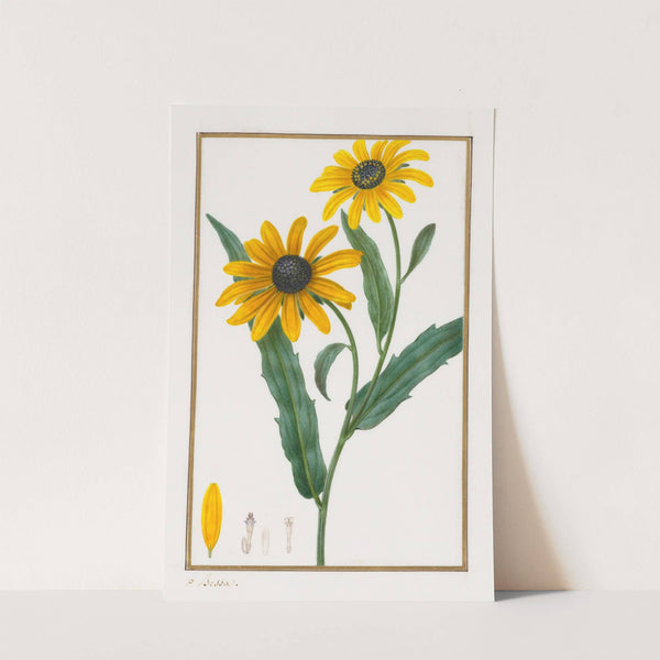 Black-eyed Susan (1828–1835) by Pancrace Bessa