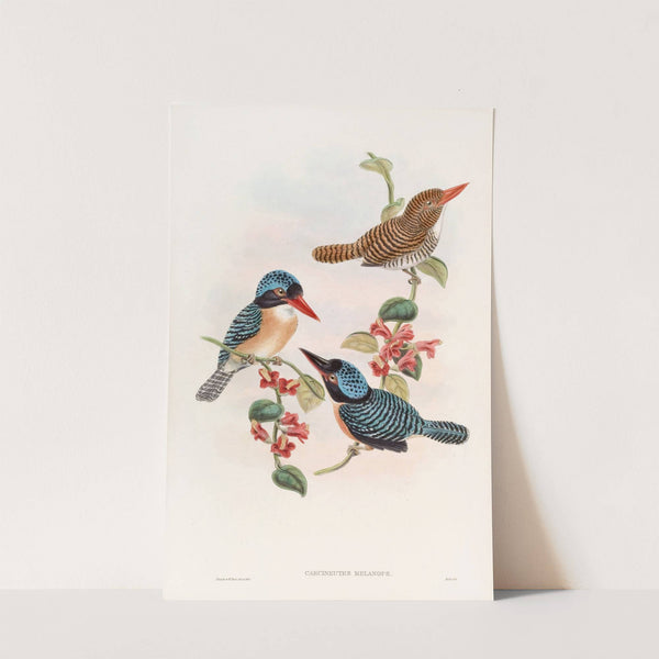 Black-faced Kingfisher by John Gould