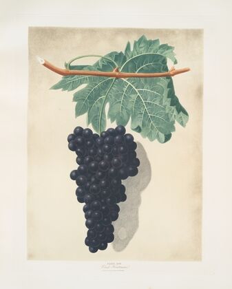 Black frontianiac (grape). (1812)