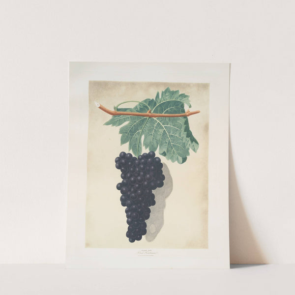 Black frontianiac (grape). (1812) by George Brookshaw