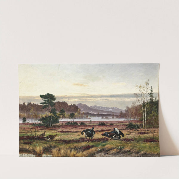 Black grouse courtship in the Alpine foothills by Otto Recknagel
