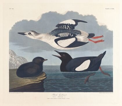 Black guillemot