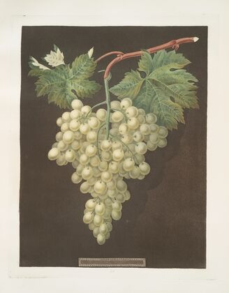 Black Hamburgh grape. (1812)