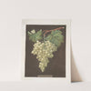 Black Hamburgh grape. (1812) by George Brookshaw