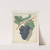 Black Hamburgh grapes. (1812) by George Brookshaw