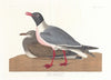 Black-headed gull