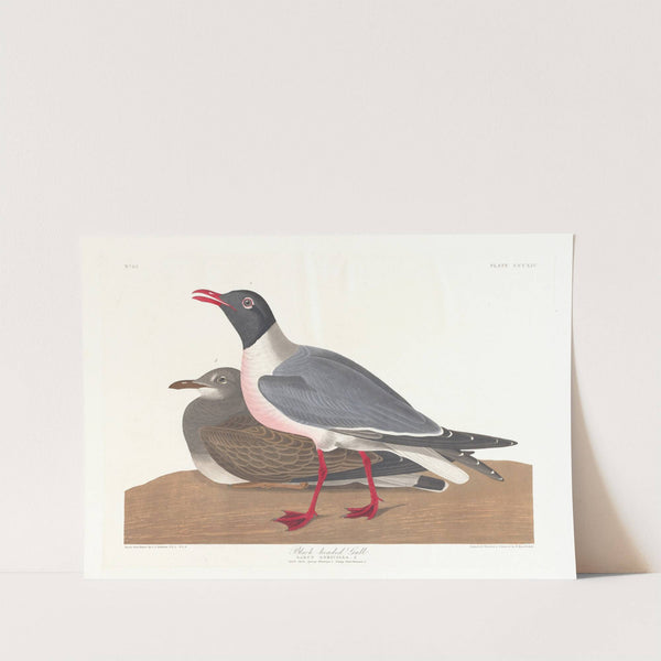 Black-headed gull by John James Audubon